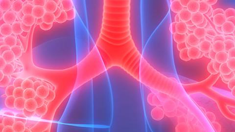 Lungs illuminated in anatomical illustration