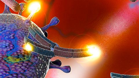 An illustration of Y-shaped antibodies surrounding a COVID-19 cell